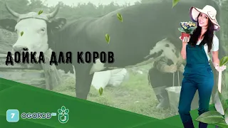 Дойка для коров