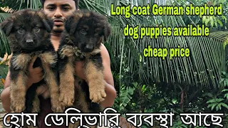 Long coat | German shepherd dog puppies | very cheap price | Gsd dog price | West Bengal Kolkata