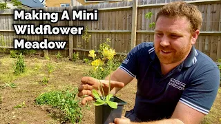 How To Make a Mini Wildflower Meadow in Your Garden
