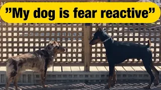 Watch a reactive dog make friends