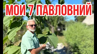 Мои павловнии / ПАВЛОВНИЯ 4 года / Игорь Билевич