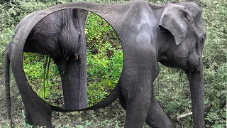 This young elephant was critically injured by an eaten hakka patas Trap.