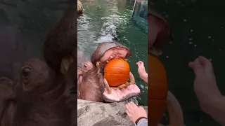 Hippos Crunching Pumpkins for Halloween - Cincinnati Zoo