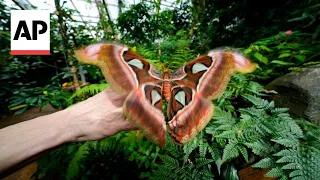Italian museum recreates butterfly forest