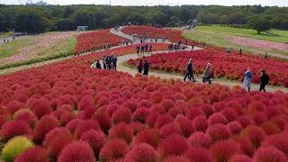 IBARAKI. HITACHI SEASIDE PARK 2020 Autumn. #ひたち海浜公園 #4k #kochia #コキア