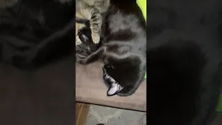 Chico allows Luna to snuggle until Boo attacks