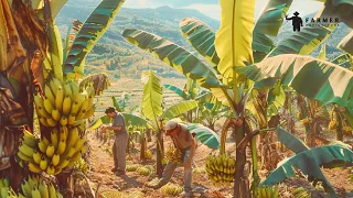 How Millions Of Bananas Are Cultivated Harvested And Processed 🍌