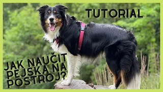 TUTORIAL #3 JAK NAUČIT PEJSKA NA POSTROJ A CO SI O NĚM MYSLÍM? 🤔🐶  | SE PSY S LÁSKOU A RESPEKTEM