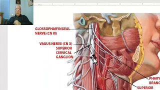 Anatomy of head and neck module in Arabic 81 (Vagus nerve) , by Dr. Wahdan