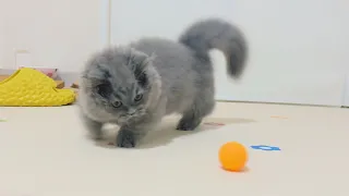 The Messi of Kitten Soccer !?!?