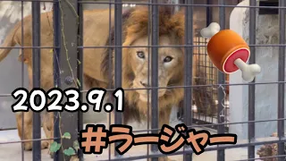 2023.9.1夏バテ中のラージャー君にたくさんお肉を食べてもらいたい‼️飼育員さんの作戦😎#野毛山動物園 #インドライオン#ラージャー