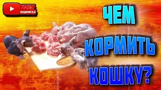 Чем кормить кошку ? | что кушает сфинкс | канадский сфинкс | лысая киска