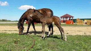 Оливка