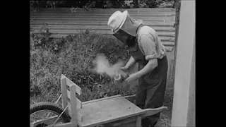 Beekeeping in Bridgetown, Co. Wexford, Ireland 1962