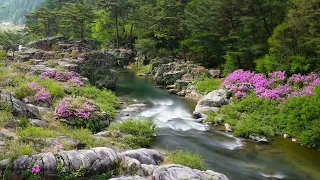 Sound of water, birdsong, relaxing music, relaxing ASMR, sound of rippling water