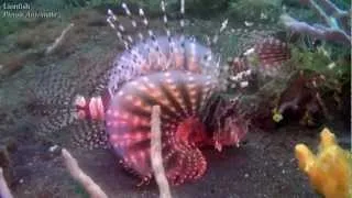 Diving in Lembeh Strait (muck diving)