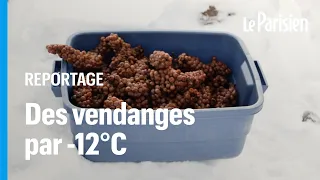 Québec : ces vendangeurs récoltent du raisin par -12°C pour en faire du vin de glace