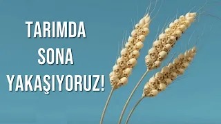 TARIMDA YAKLAŞAN BÜYÜK TEHLİKE