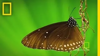 Beautiful Butterflies | National Geographic