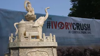 US crushes nearly two tons of ivory in NY Central Park