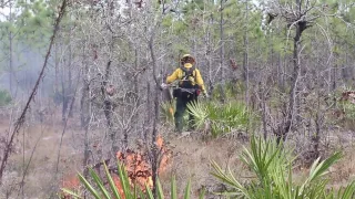 Prescribed fire is good for our forests