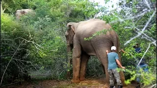 Rescue Mission For A Calm Elephant: Humanity Reaching Out