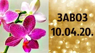 🌸Продажа орхидей. ( завоз 10.04.20 г.) Отправка только по Украине. ЗАМЕЧТАТЕЛЬНЫЕ КРАСОТКИ👍
