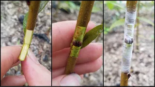 Chip Bud Grafting Peach Trees On Homegrown Rootstock