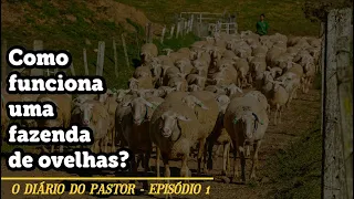 Como funciona uma fazenda de ovelhas?  | Diário do Pastor - Episódio 01 | Parque da Ovelha