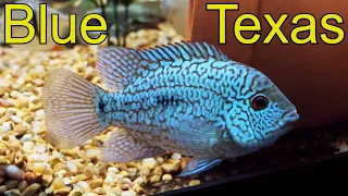 Carpintis cichlid blue Texas fish update!
