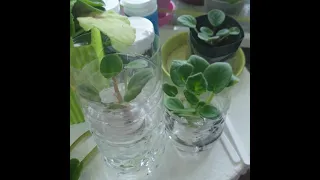 How can African Violet can grow in  water. Comment faire pousser des violettes africaines dans l'eau