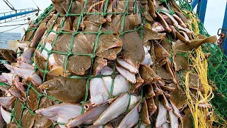 Everyone Should Watch This Fishermen's Video - Big Net, Harvesting Hundreds tons Halibut On Boat