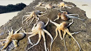 After the tide ebb  a group of crabs were lying in the sand  and a group of octopus were basking in