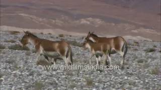 Wild Ass or Kiang walk the high altitude desert of the Changthang plains in Ladakh