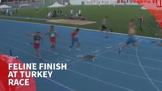 Cat sprints to the finish in Balkan U20