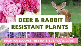 Stop the Deer and Rabbit Buffet: Beautiful Blooms That They Hate, But You Will Love!!