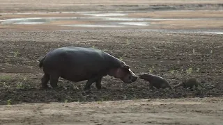 Hippo Mum Defends Baby From 2 Leopard Attacks!