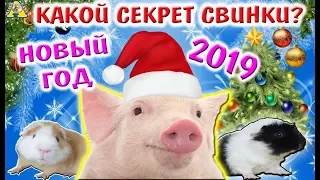 КАК ПРАВИЛЬНО ВСТРЕЧАТЬ НОВЫЙ ГОД  2019 ГОД СВИНЬИ сказка СВИНКА ЗНАЕТ  АЛИСА ИЗИ