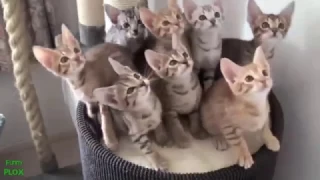 ржачные коты, подборка видео о смешных котах, коты вытворяют, самое смешное видео от PromoZP