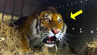 After This Siberian Tiger was Released into the Forest Something Totally Unexpected Happened!