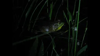 Bullfrog Sounds