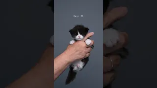 Kitten growing up 🐱📈 #furryfritz #catographer #kitten #cat #growingup #timelapse #cutecat #kitty