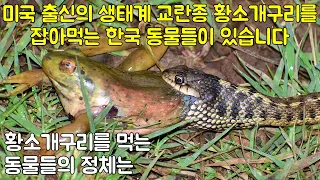 미국 출신의 생태계 교란종 황소개구리를 잡아먹는 한국 동물들이 있습니다 황소개구리를 먹는 동물들의 정체는