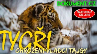 18 TYGŘI - ohrožení vládci tajgy