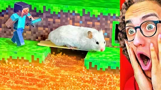 Hamster VS. Extreme MINECRAFT Maze in Real Life!