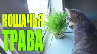 Трава для кошек. Почему кошки едят траву