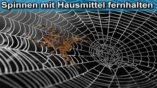 Spinnen mit Hausmittel vertreiben – Spinne aus dem Keller / Haus / Wohnung natürlich fernhalten