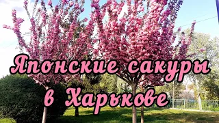 Где в Харькове растут сакуры. Оказывается, их полно!!!! 20.04.2024