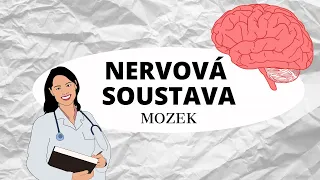 NERVOVÁ SOUSTAVA - Mozek