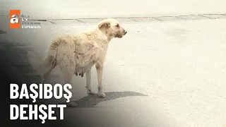 Turistlere sokak köpeği saldırısı  - atv Ana Haber 14 Ağustos 2023